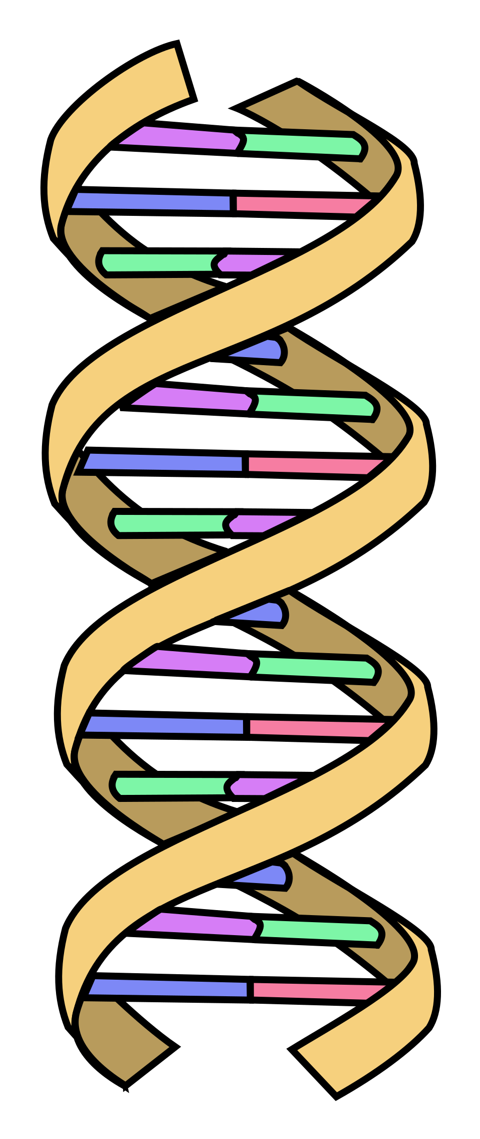 Diagram of the DNA double helix