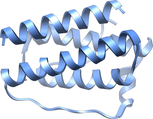 Molecular structure of the hormone leptin