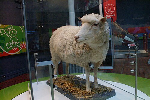 Dolly, the first cloned mammal (taxidermy, National Museum of Scotland)