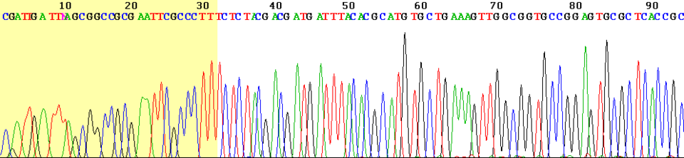 A DNA sequencing chromatogram
