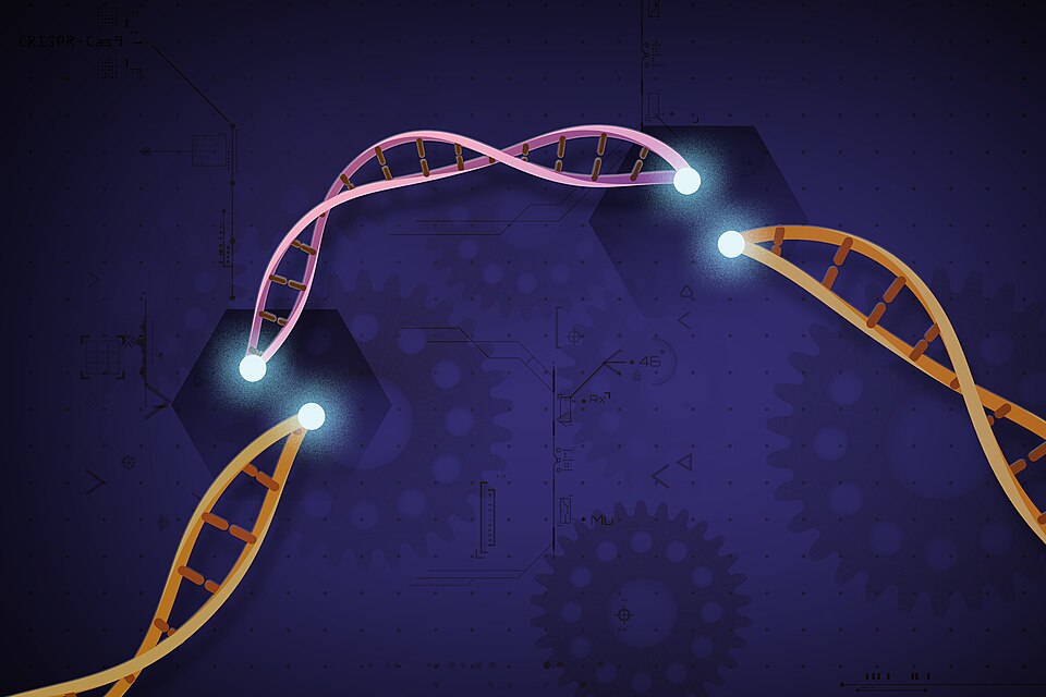 Illustration of CRISPR-Cas9 genome editing