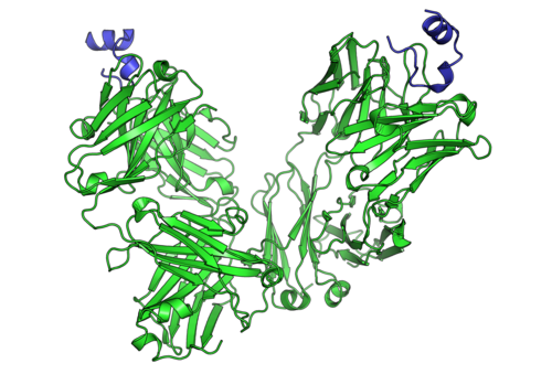 Molecular model of a therapeutic antibody used in cancer immunotherapy