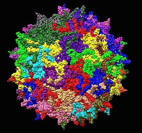 Capsid structure of adeno-associated virus, the delivery vector used in the Luxturna gene therapy