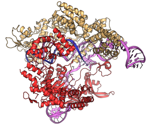 Molecular structure of the Cas9 enzyme bound to DNA and guide RNA, the basis of CRISPR gene editing