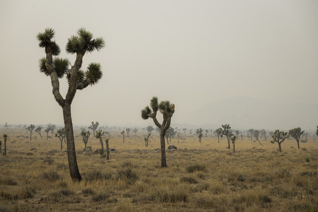 Wildfire smoke hanging over a desert